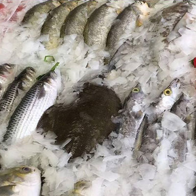 Compresor TECUMSEH 1000Kg Diario LZ-1 máquina de hacer hielo de hojuelas de comida rápida para proveedores